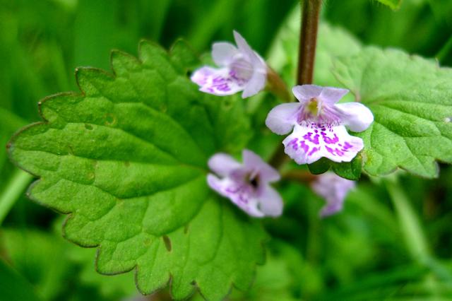 這種草，農(nóng)村小溪邊最常見！能消腫散瘀，治跌打損傷！你見過嗎？
