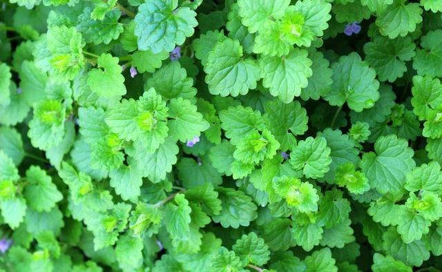 這種草，農(nóng)村小溪邊最常見！能消腫散瘀，治跌打損傷！你見過嗎？