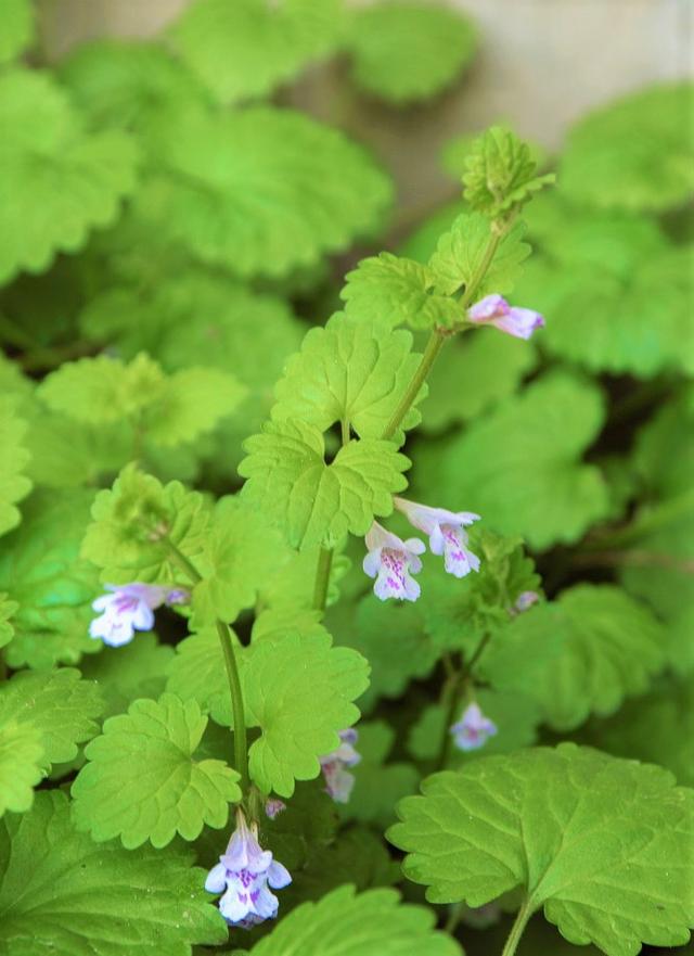 這種草，農(nóng)村小溪邊最常見！能消腫散瘀，治跌打損傷！你見過嗎？