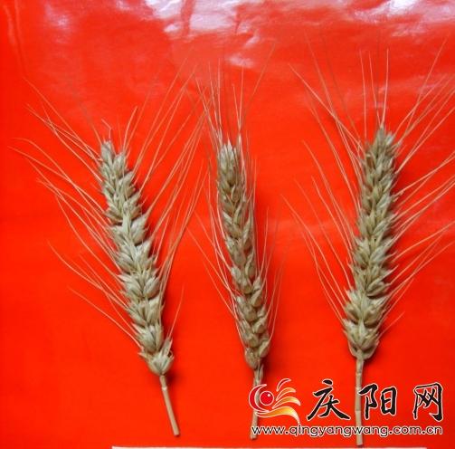 羅盤(pán)育種的寧麥1號(hào)