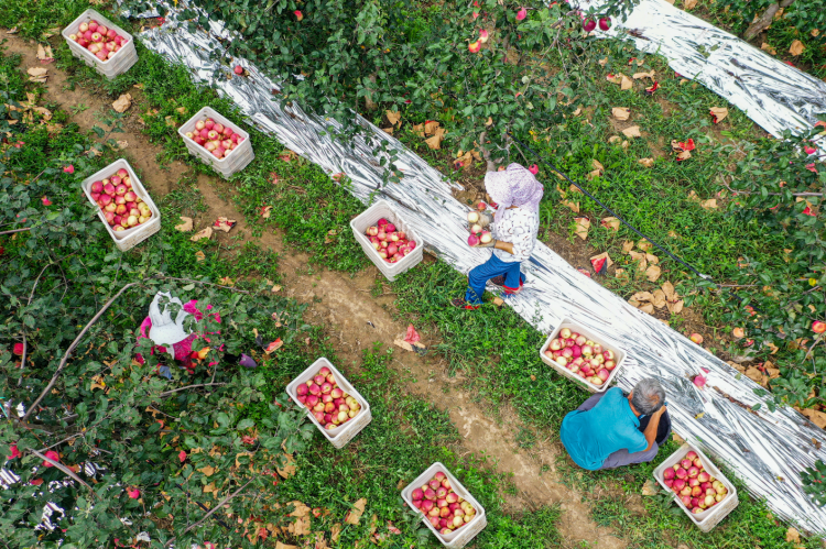早熟蘋果采摘。特約攝影 張應(yīng)君