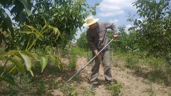 朱紀(jì)軍：扎根黃土地的“拓荒?！?>

                        <div   id=