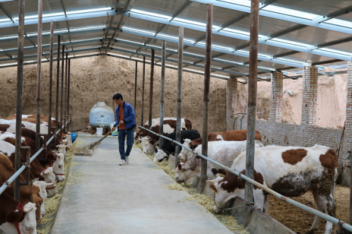 屯字鎮(zhèn)雙合村村民打掃牛舍衛(wèi)生。 本報(bào)記者 白勇濤 攝