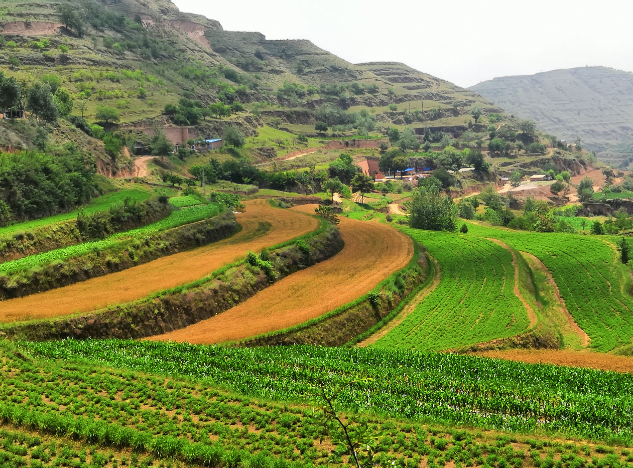 環(huán)縣曲子鎮(zhèn)西溝村飼草種植基地。 隴東報(bào)全媒體記者 李文 攝