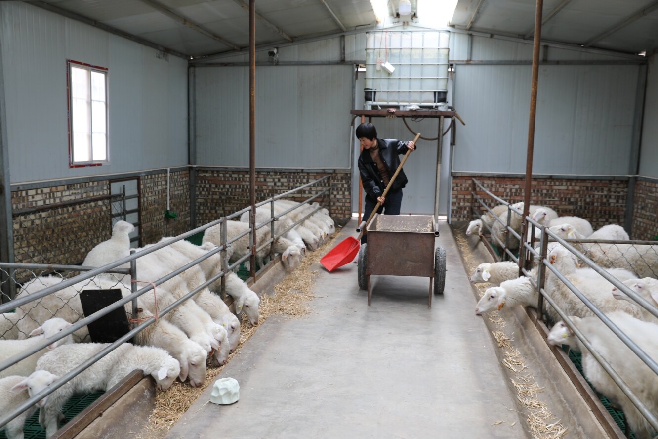 環(huán)縣曲子鎮(zhèn)西溝村養(yǎng)殖戶在給羊添草料。 隴東報(bào)全媒體 記者 李文 攝