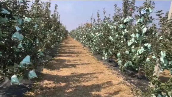 白馬鋪鎮(zhèn)高戶村任廣鵬家豐產(chǎn)期的瑞雪果園。