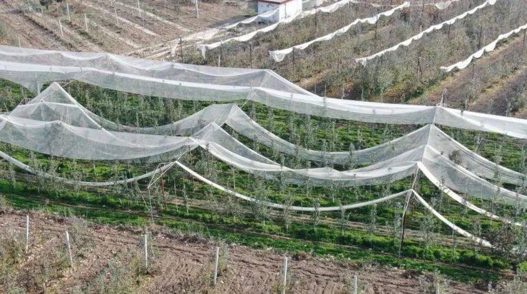 白馬鋪鎮(zhèn)肴子村宇洪洲瑞雪果園航拍圖。