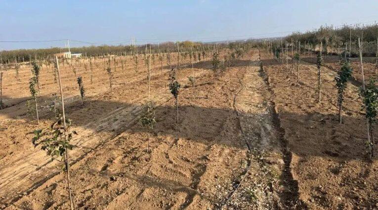 2022年春季新栽植的瑞雪果園。