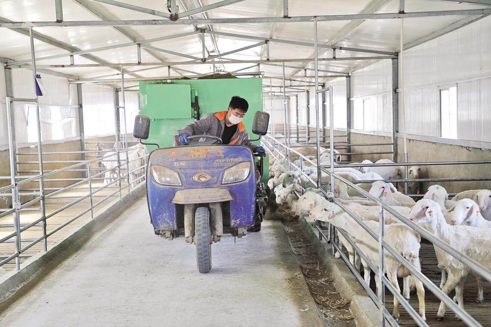 大學(xué)生“羊倌”在喂羊。