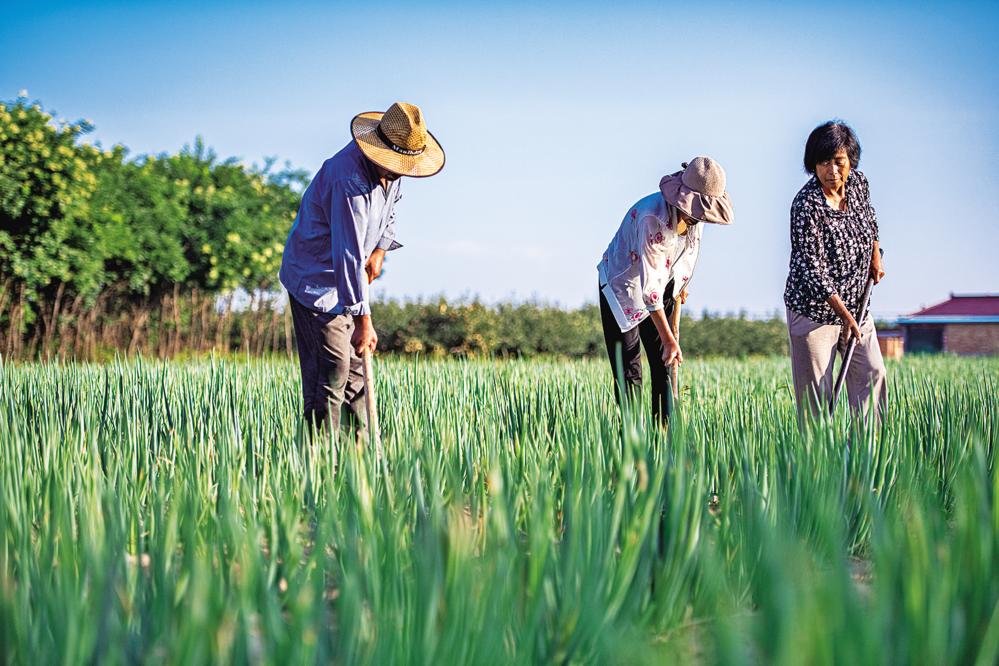 合水縣西華池鎮(zhèn)師家莊村的蔥田里，村民們在培土擁蔥。