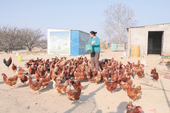 耿塬畔村村民魏曉霞給土雞喂食。