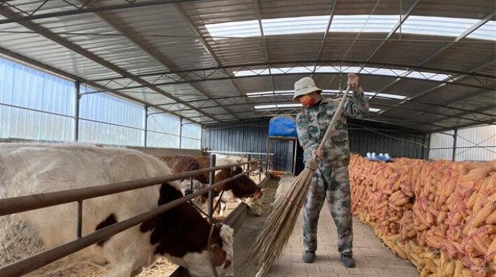 【新春走基層】王世杰 養(yǎng)牛讓日子“?！逼饋?lái)