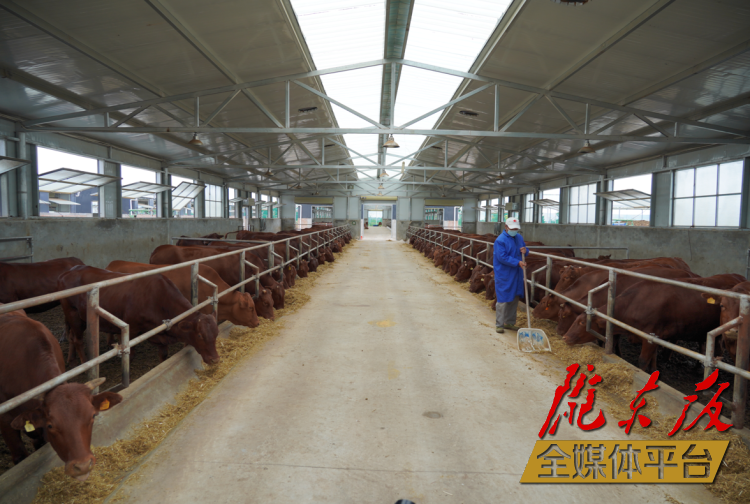 正寧縣正興現(xiàn)代農(nóng)牧千頭早勝牛繁育基地。本報(bào)記者 劉萍凝 攝