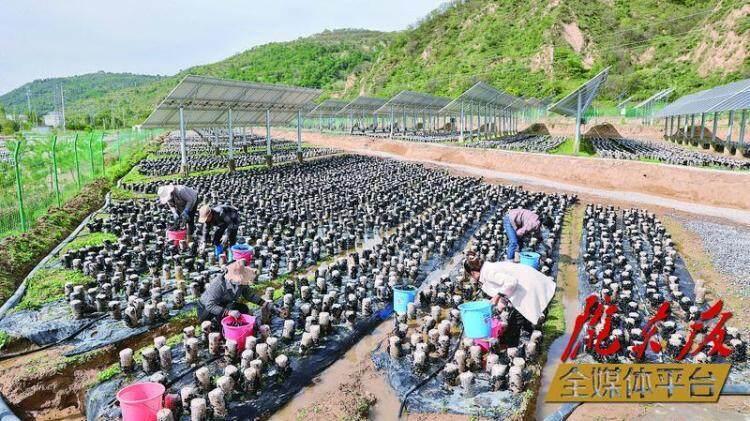 在華池縣城壕鎮(zhèn)余家砭村的現(xiàn)代農(nóng)業(yè)菌光互補(bǔ)產(chǎn)業(yè)園種植基地，工人們采摘木耳。 本報(bào)記者 谷羿 攝