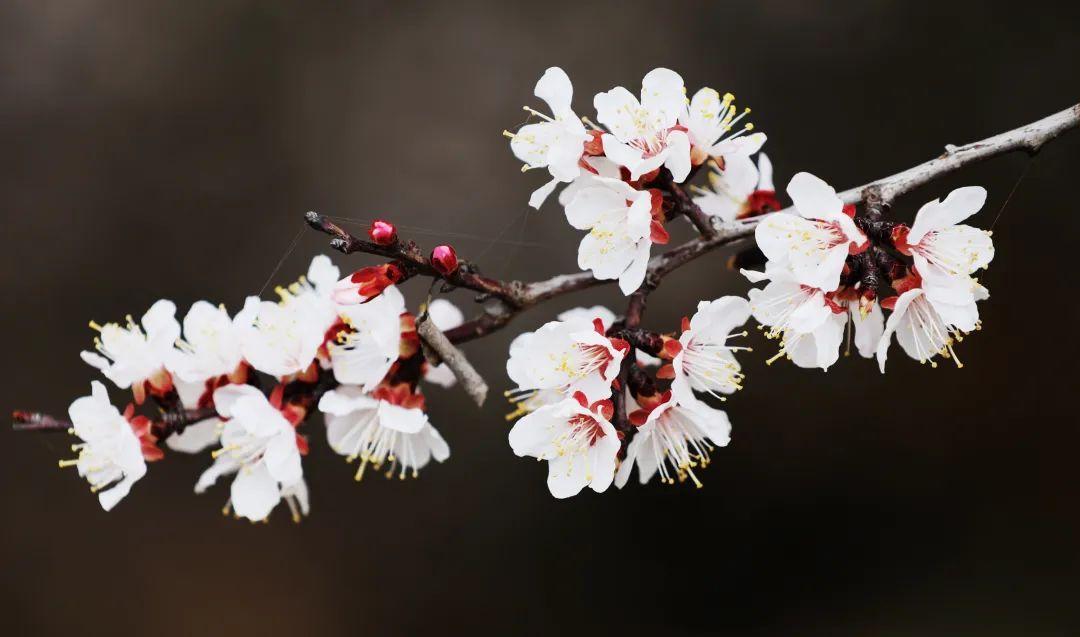 許你一個粉紅春天！慶陽的杏花浪漫登場