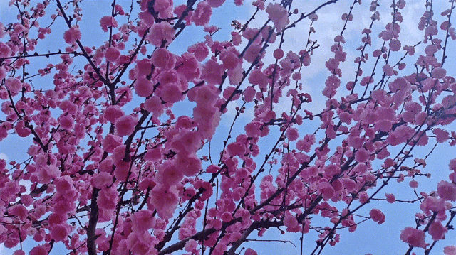 慶陽的春日，舉目晴明，一路春暖花開