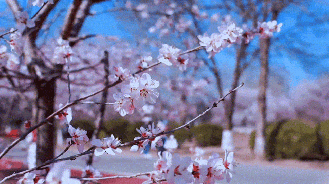 慶陽的春日，舉目晴明，一路春暖花開