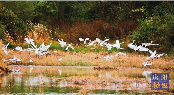 【生態(tài)慶陽】萬物并秀 和合共生——慶陽市積極推動(dòng)生物多樣性保護(hù)取得新成效