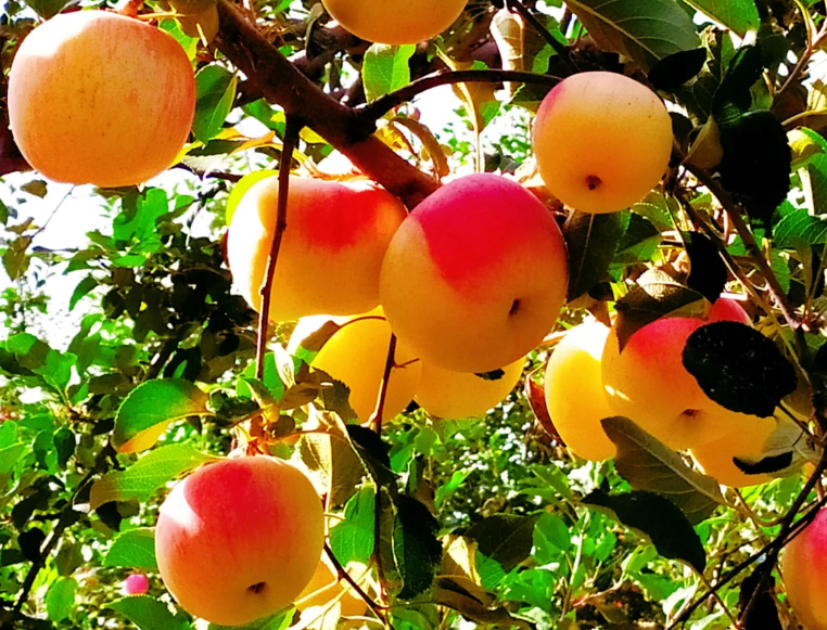 一點(diǎn)慶陽(yáng) 隴上名家散文 | 尊貴的蘋果樹(shù)（文/陳寶全 誦/宋飛）