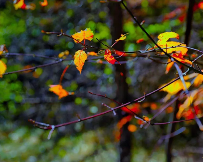 【金秋九月 詩頌慶陽】秋風賦（殷銘粒）