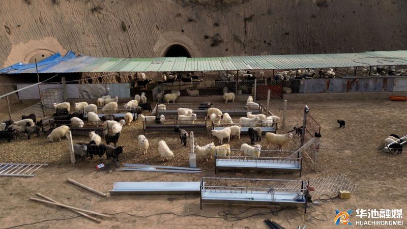 華池縣喬川鄉(xiāng)：種養(yǎng)結合 育出傳統(tǒng)產業(yè)新動能