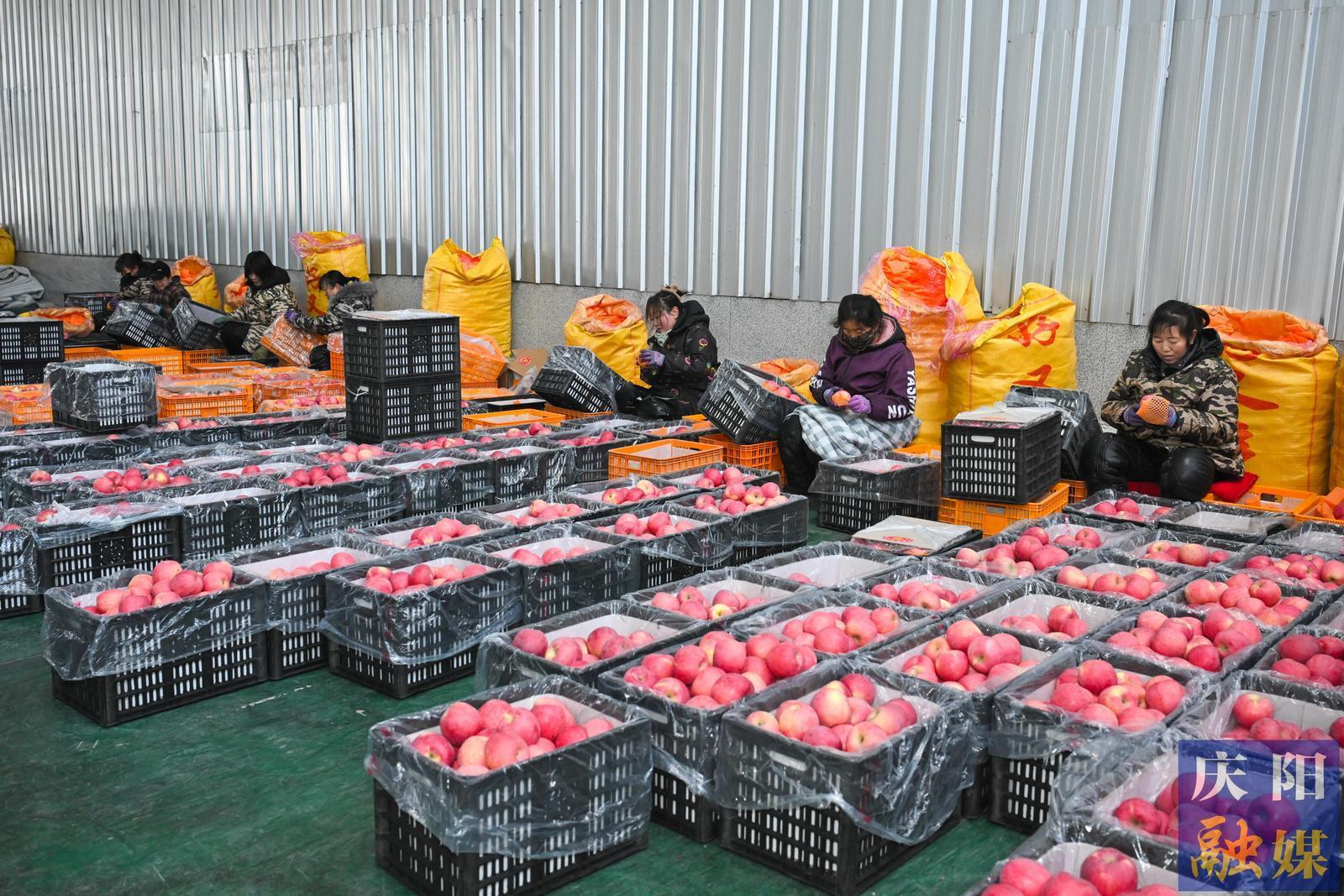 【新春走基層】打好“組合拳”持續(xù)做好產(chǎn)業(yè)發(fā)展“后半篇文章”——慶城縣全力推進(jìn)蘋果產(chǎn)業(yè)提質(zhì)增效