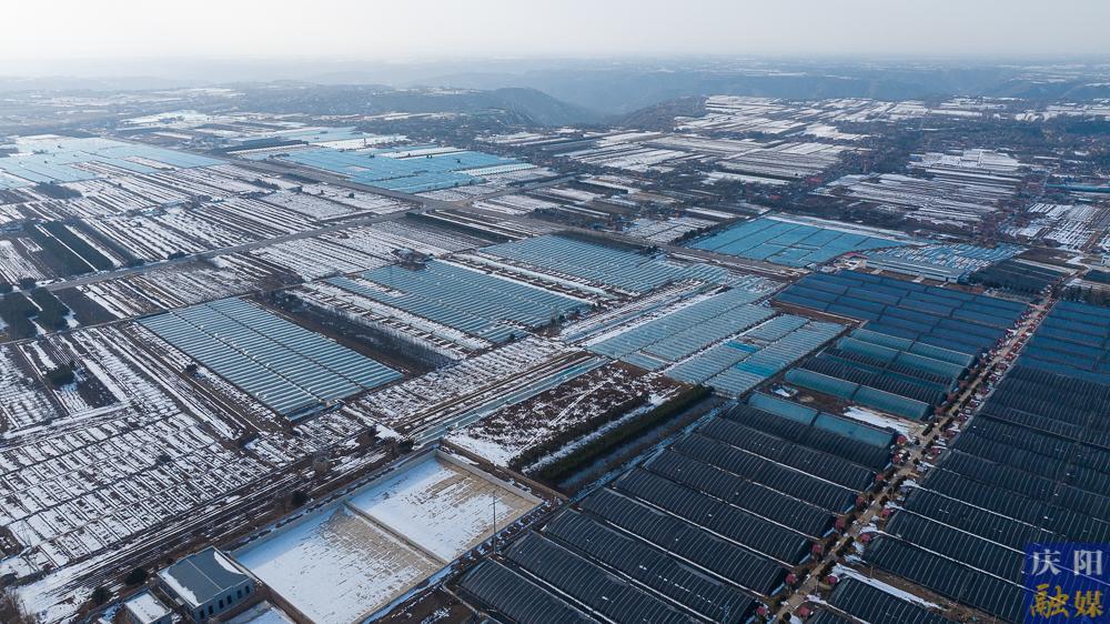 【攝影報(bào)道】正寧春日農(nóng)事忙：“三元雙向”示范園里春潮涌