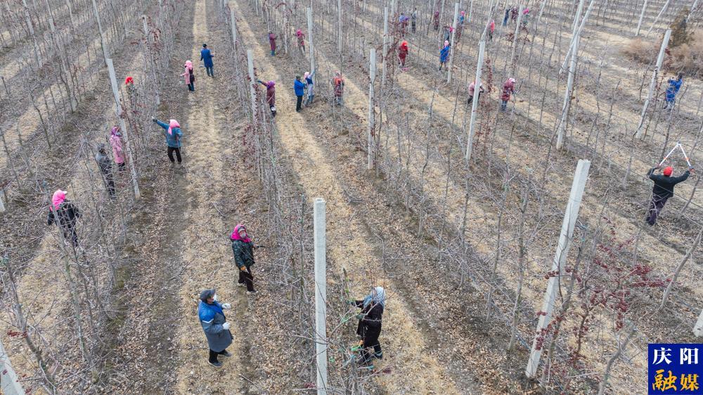 【攝影報道】鎮(zhèn)原縣：春季果園管護忙，技術(shù)培訓(xùn)干貨滿滿！