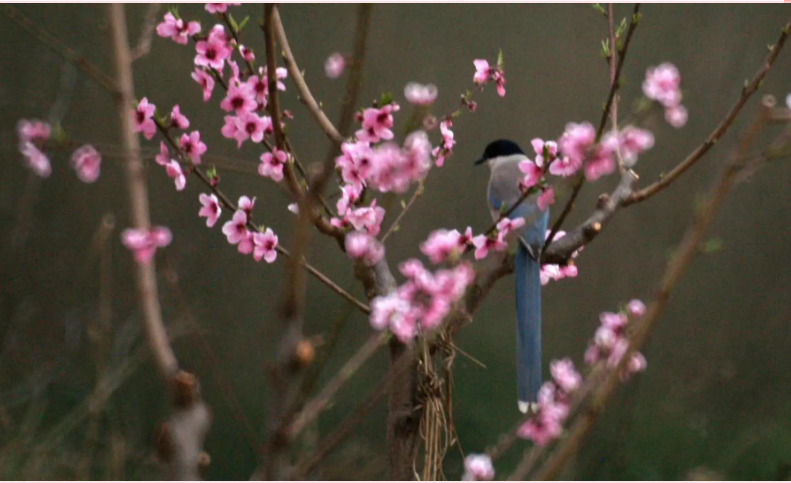 書(shū)香慶陽(yáng) | 真情至愛(ài)之歌——讀穆念嚴(yán)《子午嶺放歌》（曹新民）