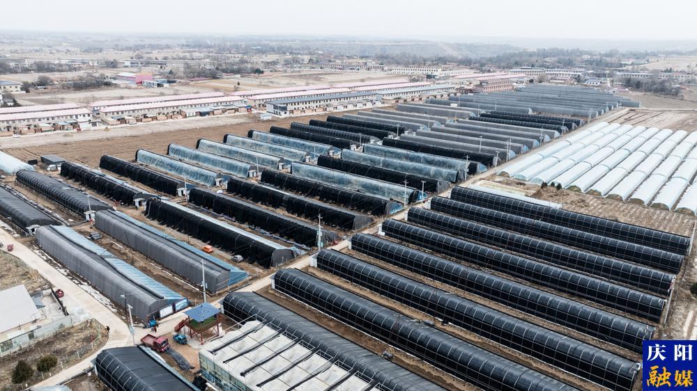 【攝影報(bào)道】鎮(zhèn)原：以菌為引，構(gòu)建“三元雙向”循環(huán)農(nóng)業(yè)新格局