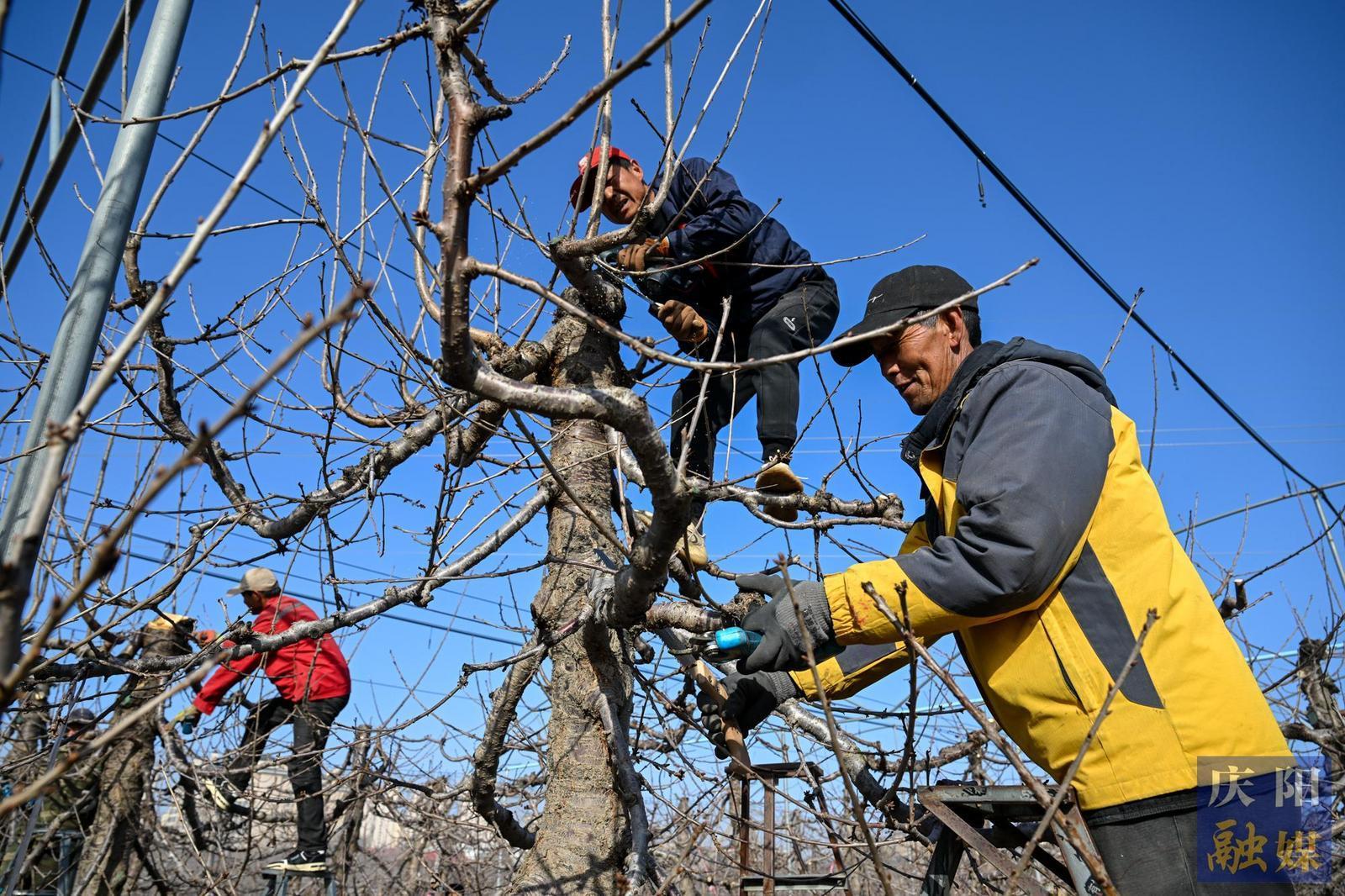 【攝影報道】西峰：春剪千枝忙 蓄力好“豐”光