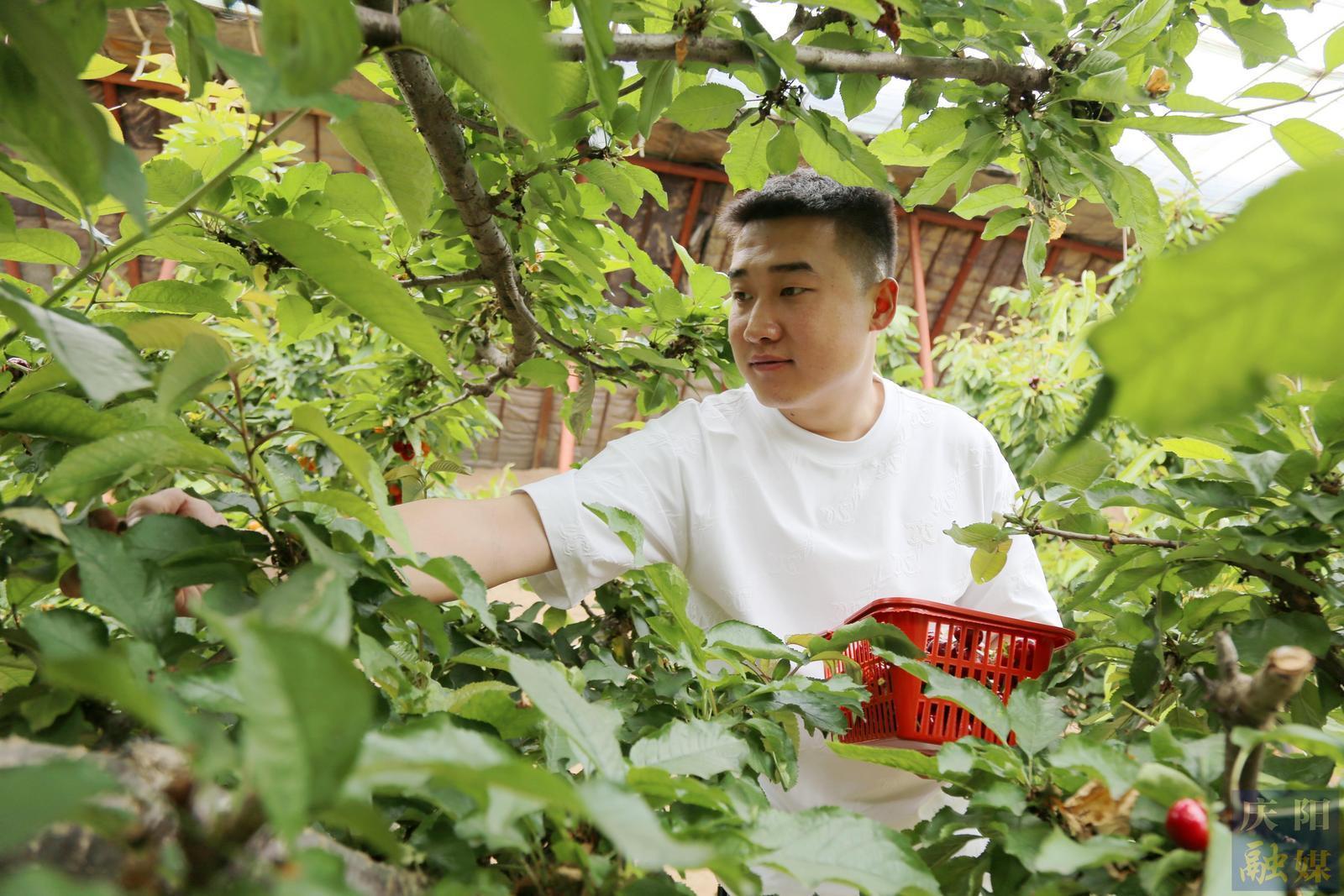 【攝影報道】西峰：櫻桃上市迎客來