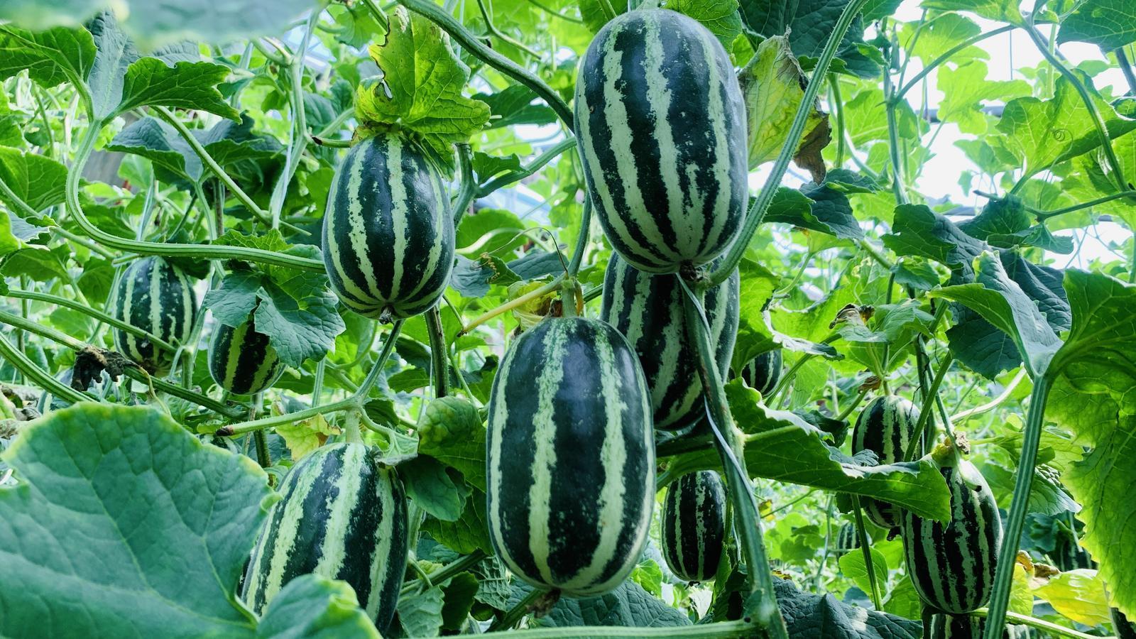 慶城縣玄馬鎮(zhèn)甜瓜搶“鮮”上市 助力農(nóng)戶增收致富