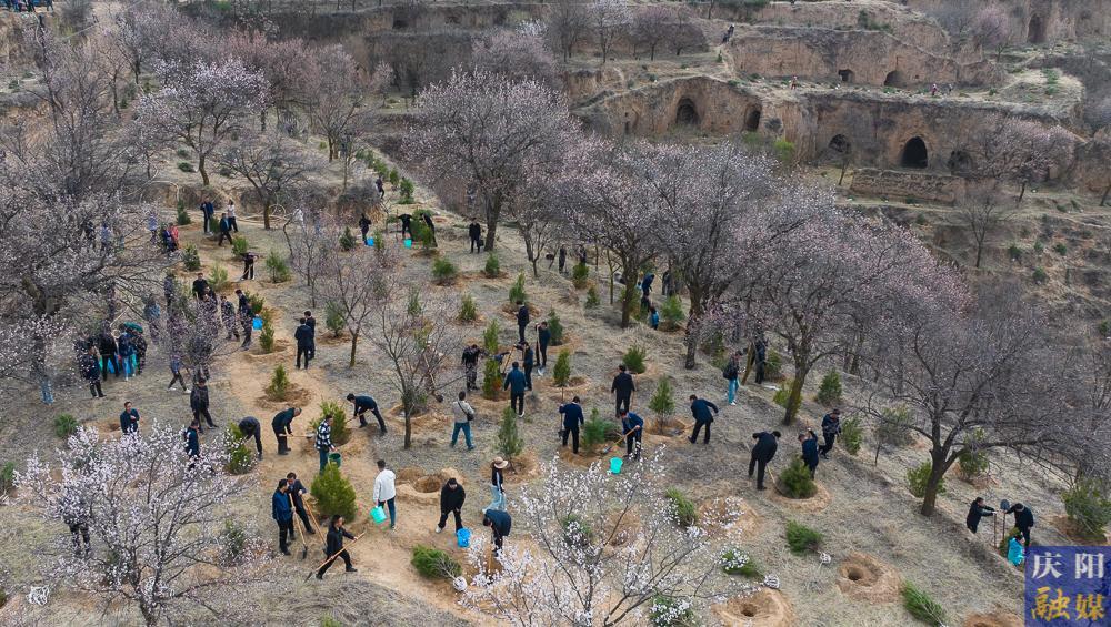 【攝影報道】再植新綠！慶陽市開展2025年義務(wù)植樹活動