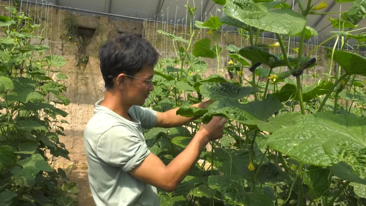 【鄉(xiāng)村行 看振興】合水：設(shè)施農(nóng)業(yè)賦能 蔬菜產(chǎn)業(yè)跑出增效“加速度”