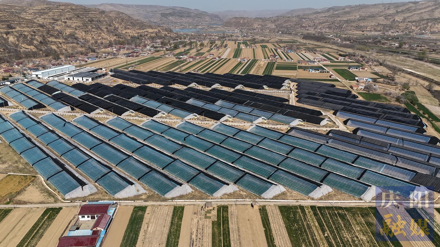 【攝影報(bào)道】沅山大棚春意濃