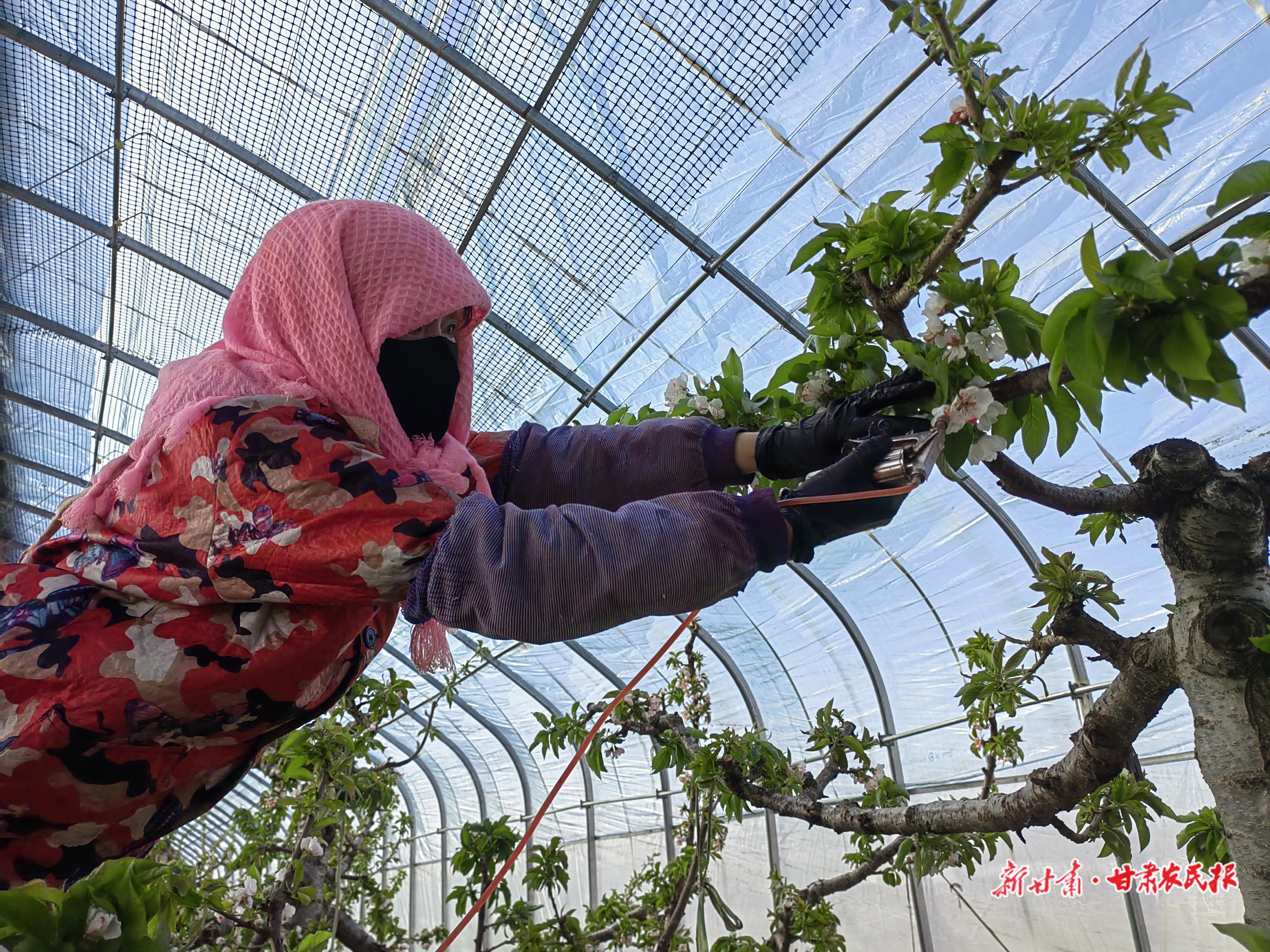 西峰區(qū)：農(nóng)民“慧”種地，奏響“豐收曲”