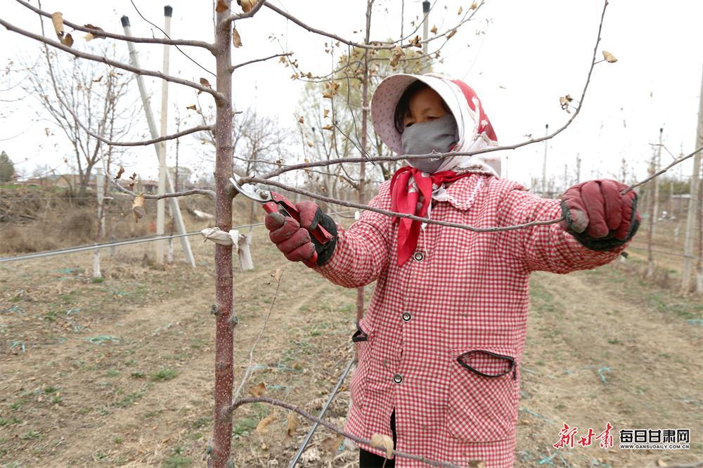 西峰：果園春管忙 繪就好“豐”景