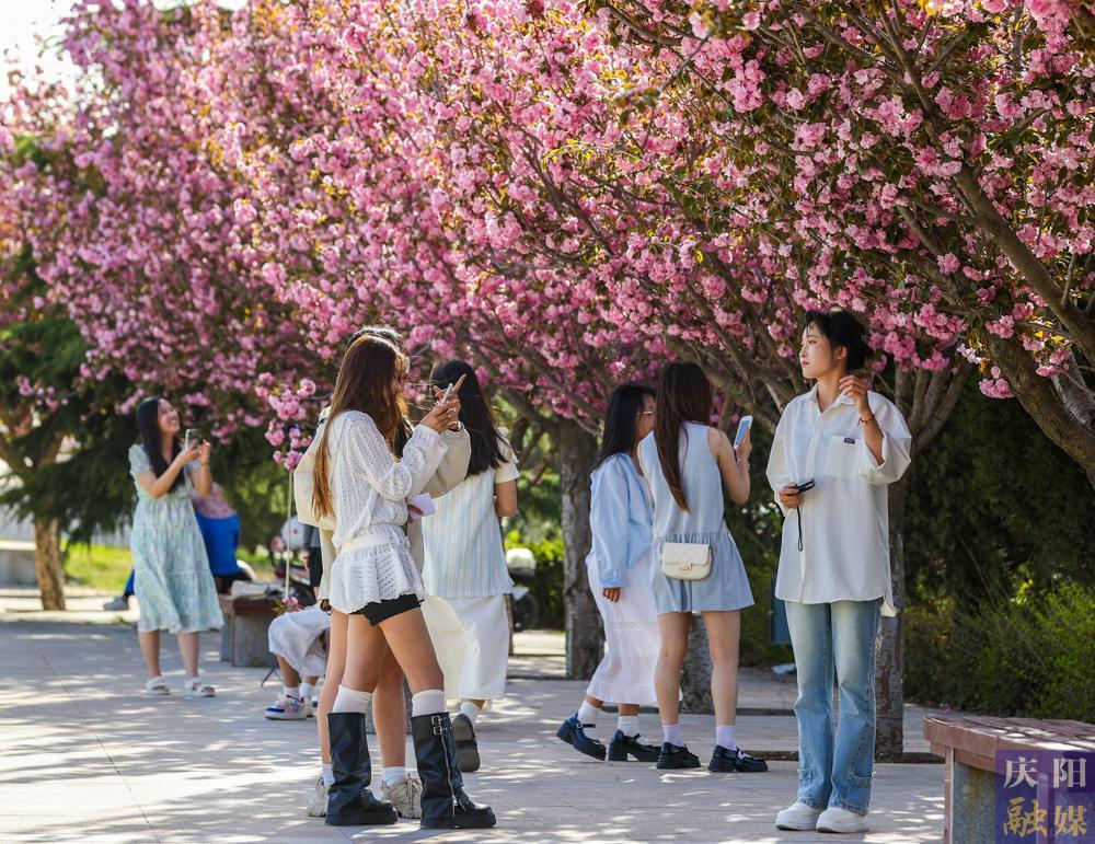 【攝影報道】 春日西峰，櫻花如詩，市民共赴浪漫花事