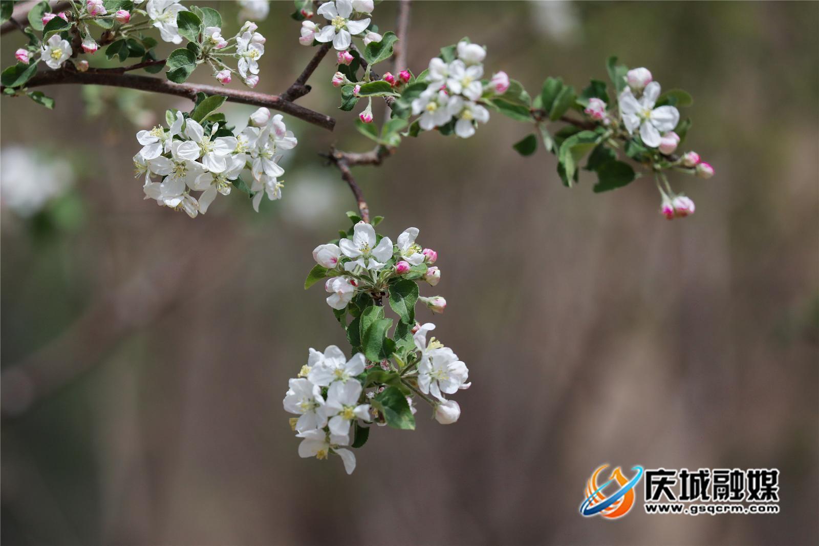 慶城：蘋果花開繪就新畫卷