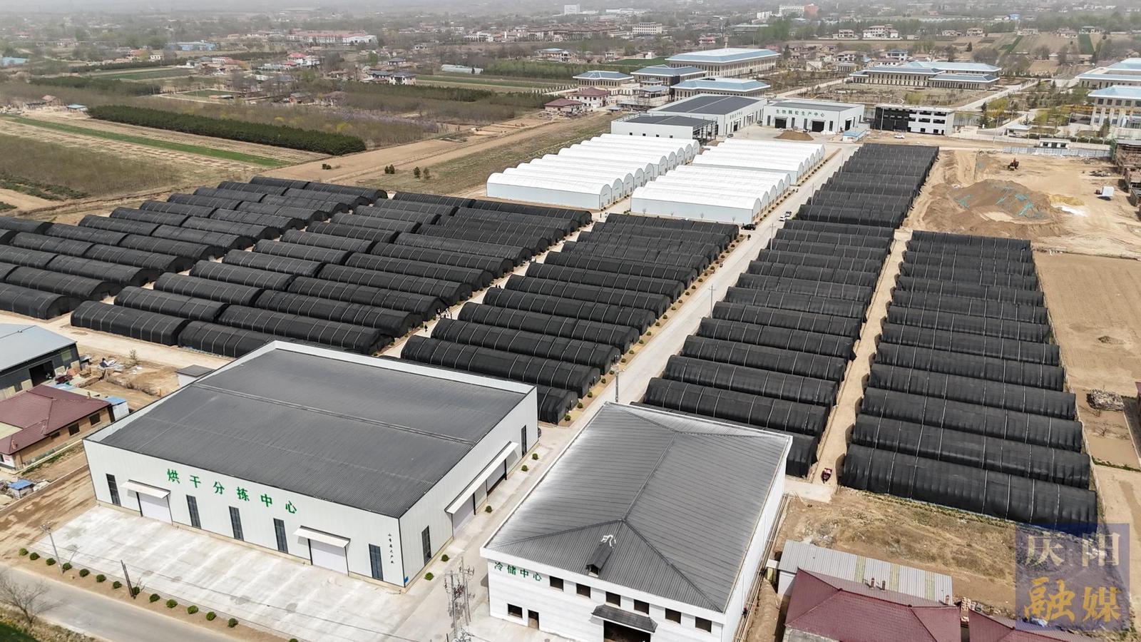 【春涌慶陽(yáng) 塬上織錦】西峰區(qū)：設(shè)施農(nóng)業(yè)奏響春日“熱辣鮮旺”進(jìn)行曲