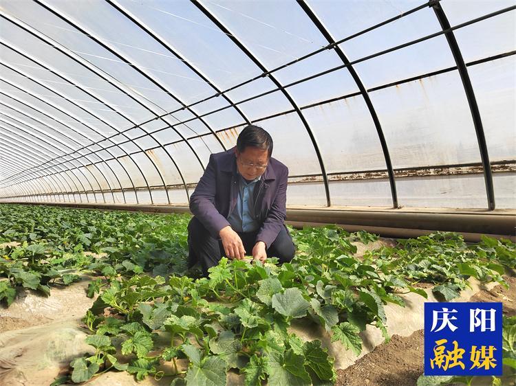 【報效祖國 建功西部】情系菜籃三十載 科技富農(nóng)播大愛 ——記慶陽市農(nóng)科院副院長、正高級農(nóng)藝師肖正璐