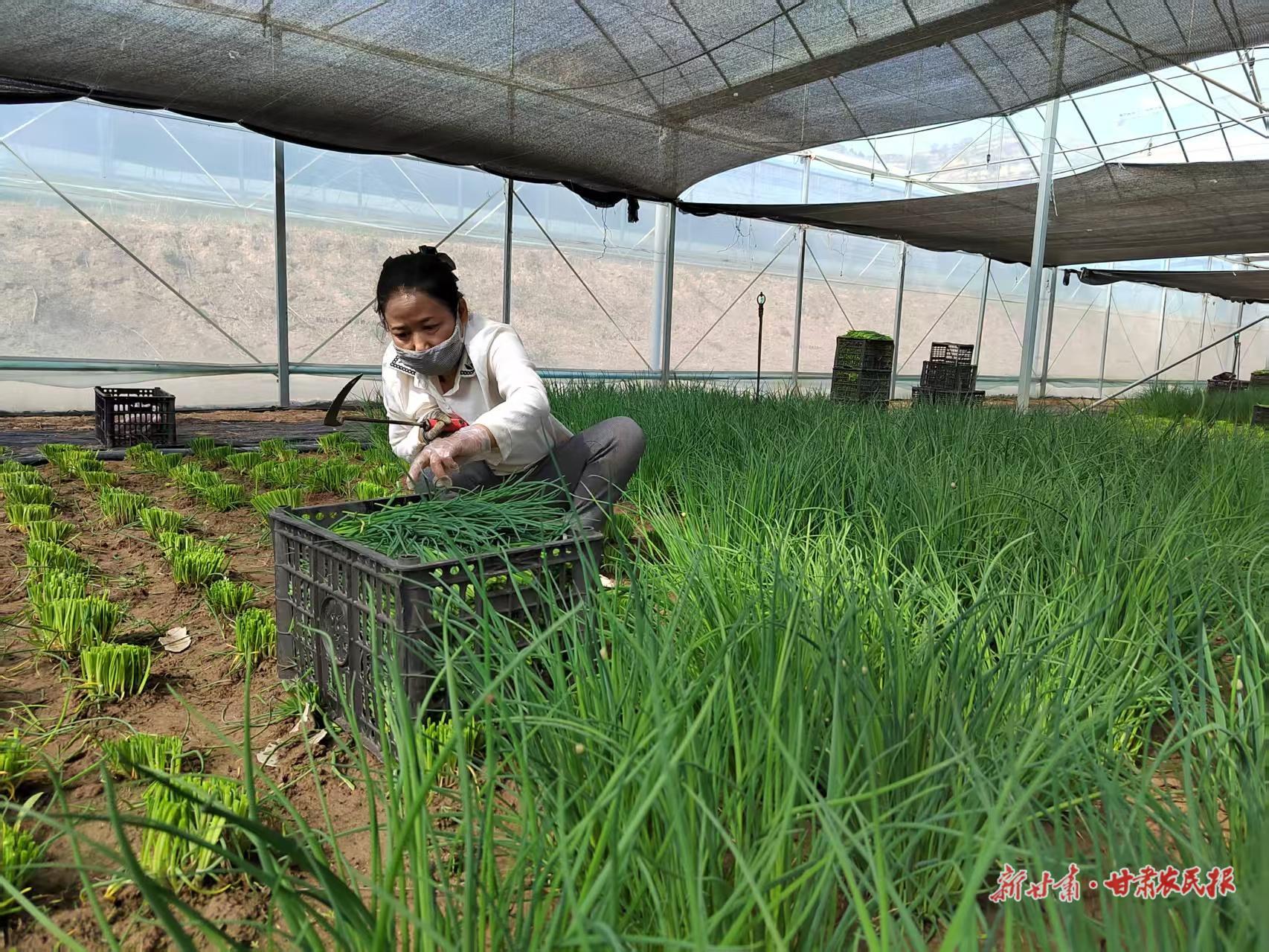 鎮(zhèn)原：“雙園”聯(lián)動(dòng)“蔬”寫(xiě)振興