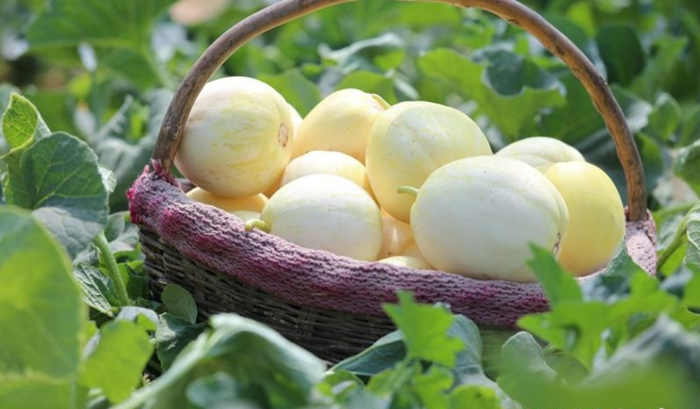 西峰區(qū)：甜瓜開園 近郊采摘游正當(dāng)時