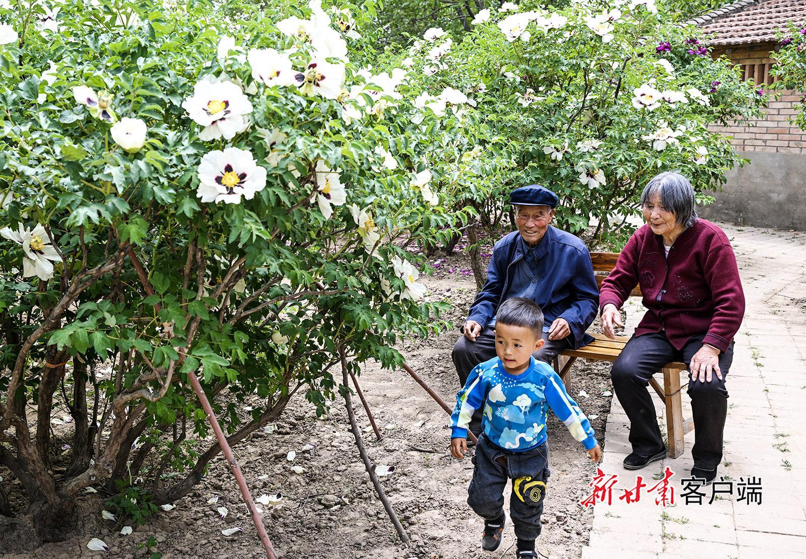 慶城：八旬老人與牡丹的半世紀情緣