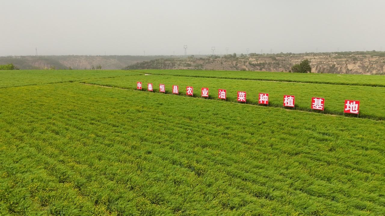 張占忠：7000畝沃野織就興農(nóng)夢
