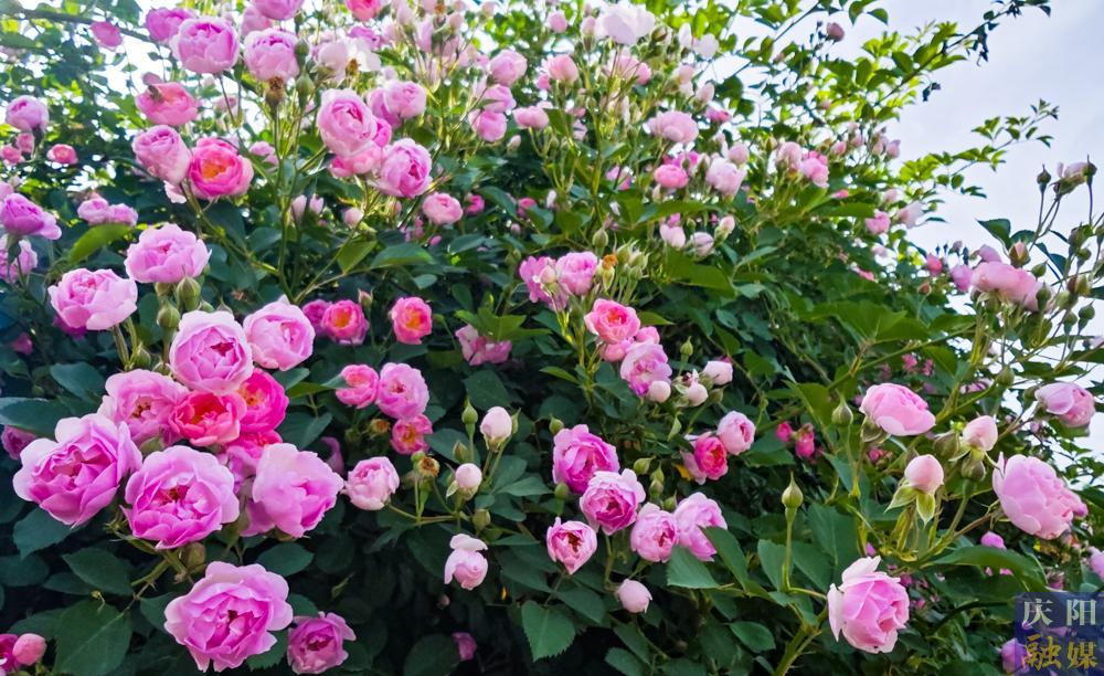 【攝影報道】薔薇花開！邂逅夏日的浪漫