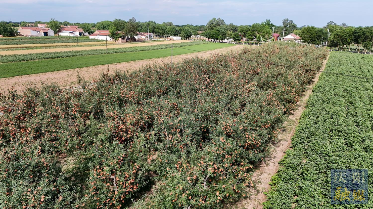 【攝影報(bào)道】寧縣蘋果套袋11萬畝