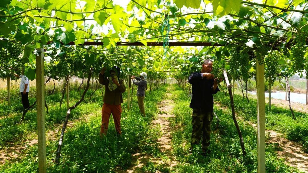 【鄉(xiāng)村行 看振興】董志鎮(zhèn)馮堡村：葡萄田管正當(dāng)時(shí) 增收致富有盼頭