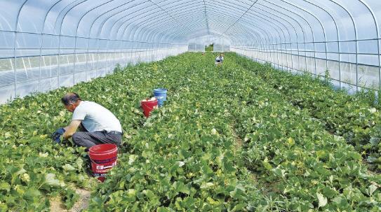 西峰區(qū)顯勝鄉(xiāng)毛寺村的甜瓜迎來成熟季